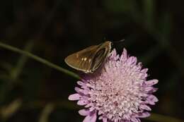 Image of Mediterranean Skipper