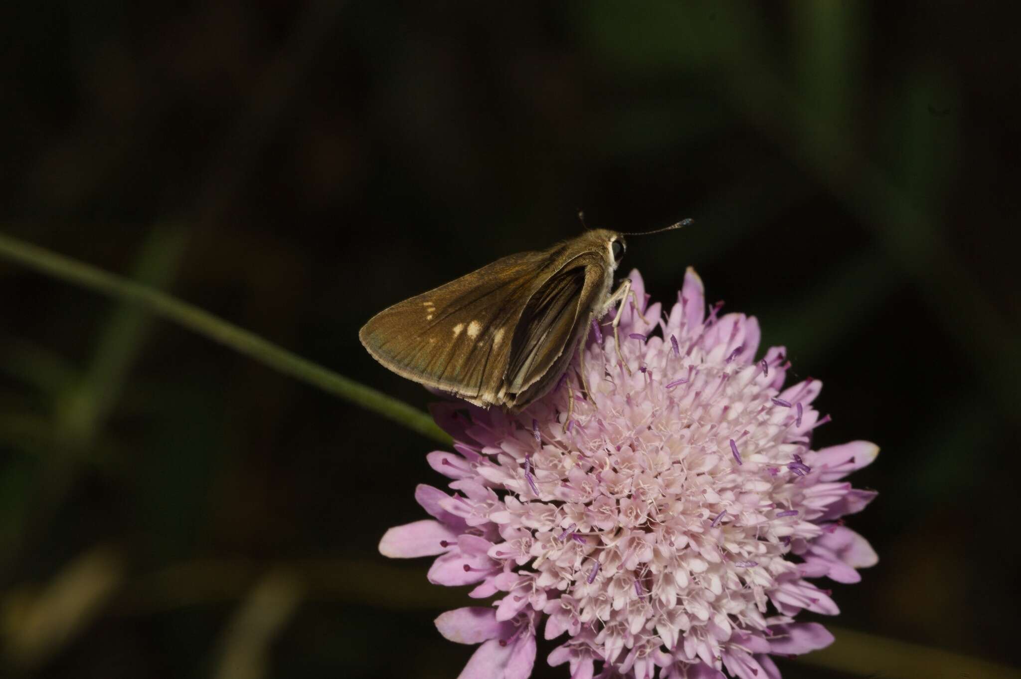 Image of Mediterranean Skipper