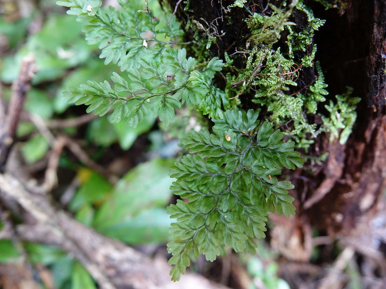 Image of Hymenophyllum sanguinolentum (G. Forst.) Sw.