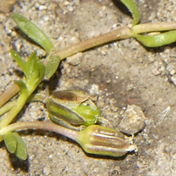 Image of Arenaria bourgaei Hemsl.