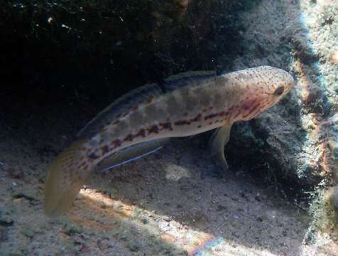 Image of Northern purplespotted gudgeon