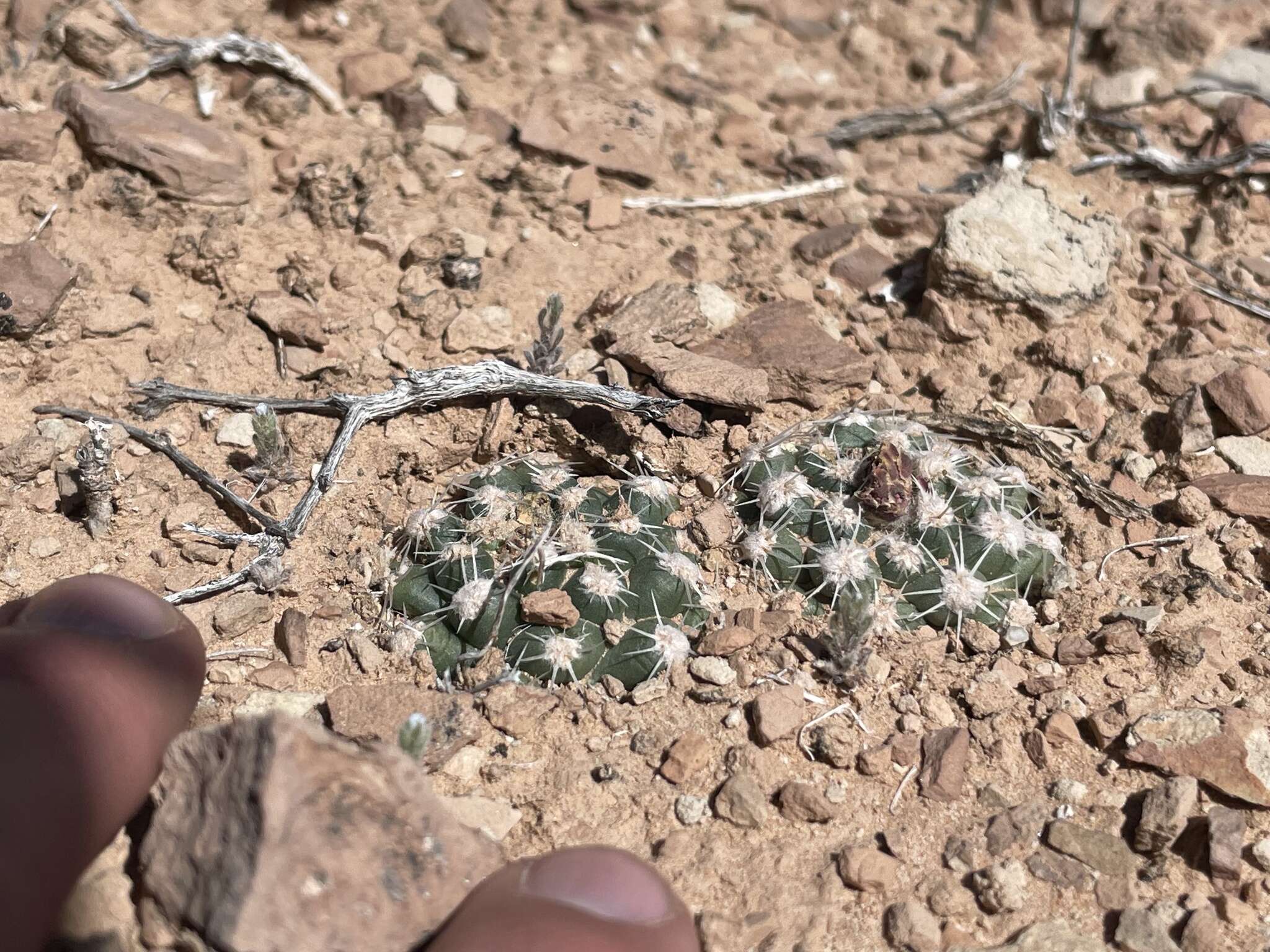 صورة Pediocactus winkleri K. D. Heil