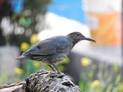 Image of Long-billed Thrush