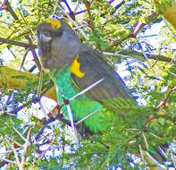 Image of Poicephalus meyeri transvaalensis Neumann 1899