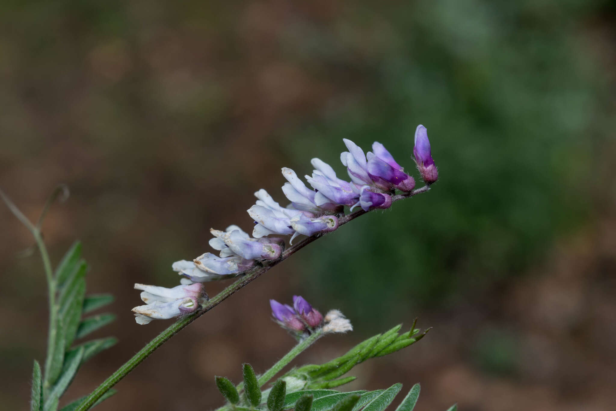 Imagem de Vicia pulchella Kunth