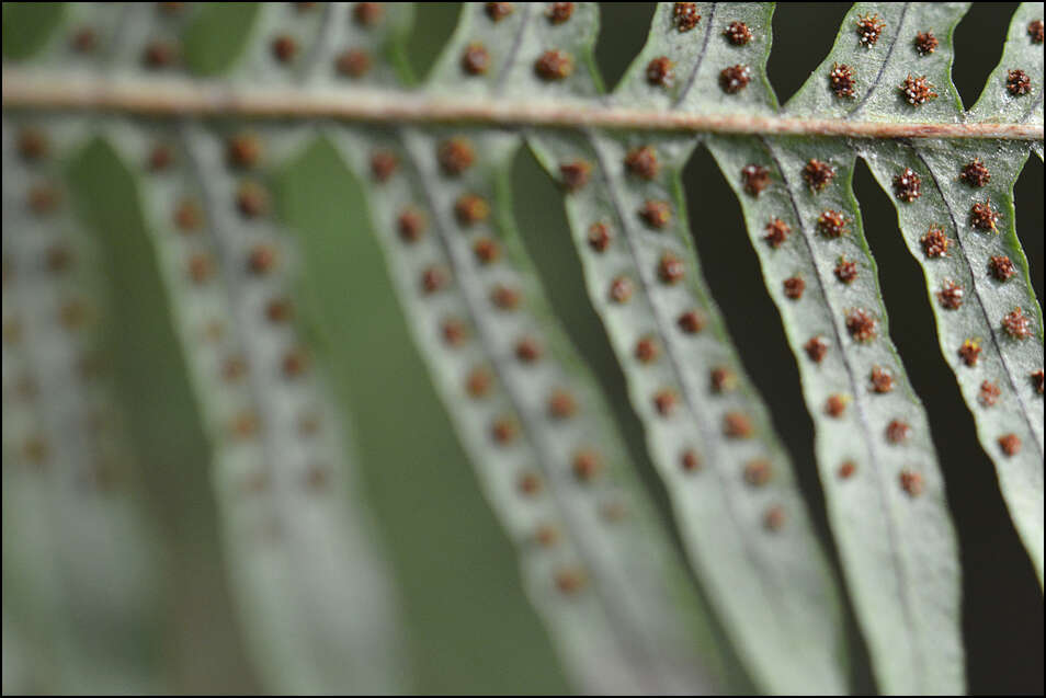 Plancia ëd Polypodium fauriei Christ