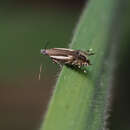 Image of Glyphipterix euthybelemna