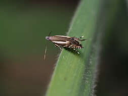 Image of Glyphipterix euthybelemna