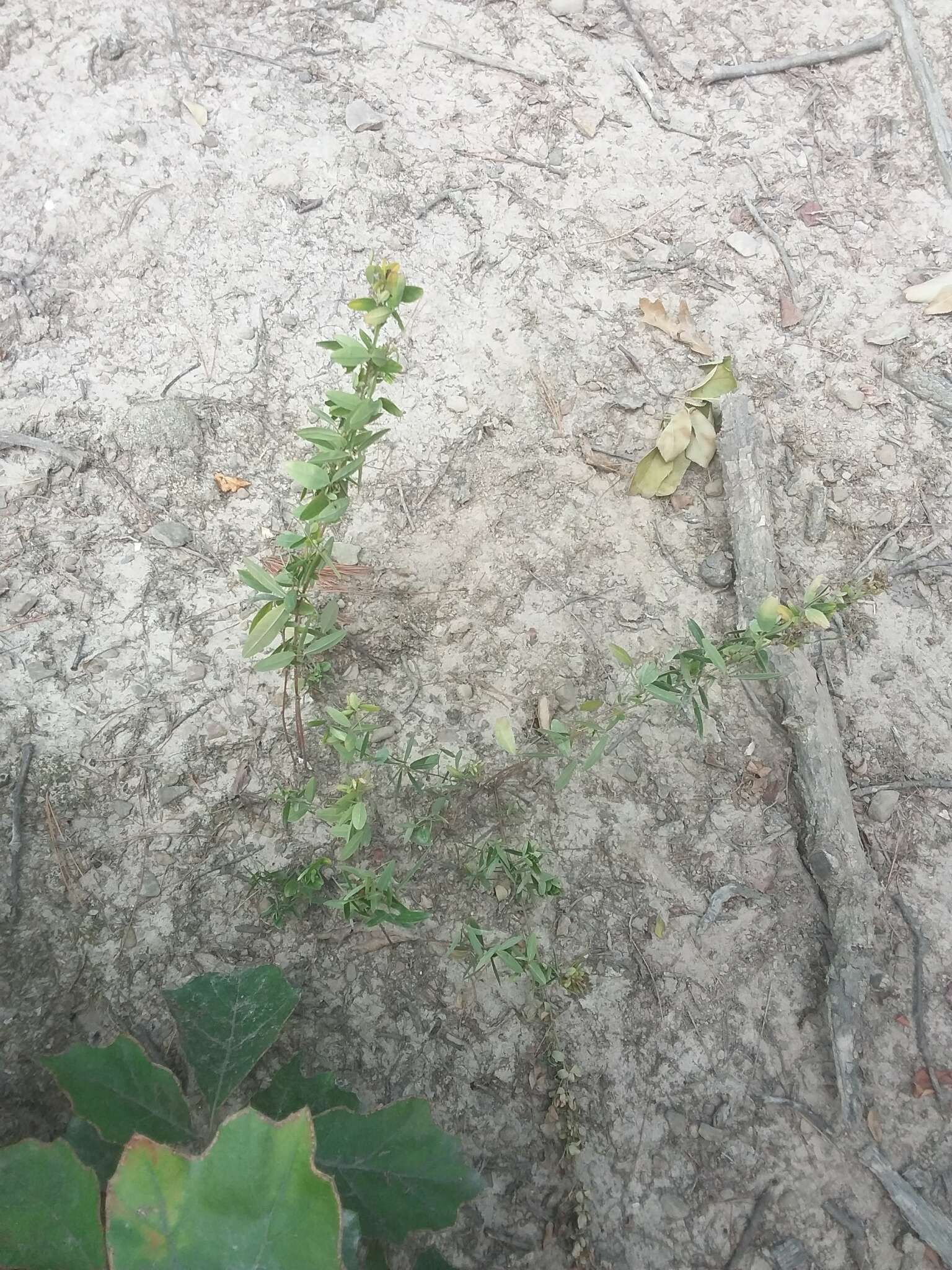 Sivun Lespedeza violacea (L.) Pers. kuva