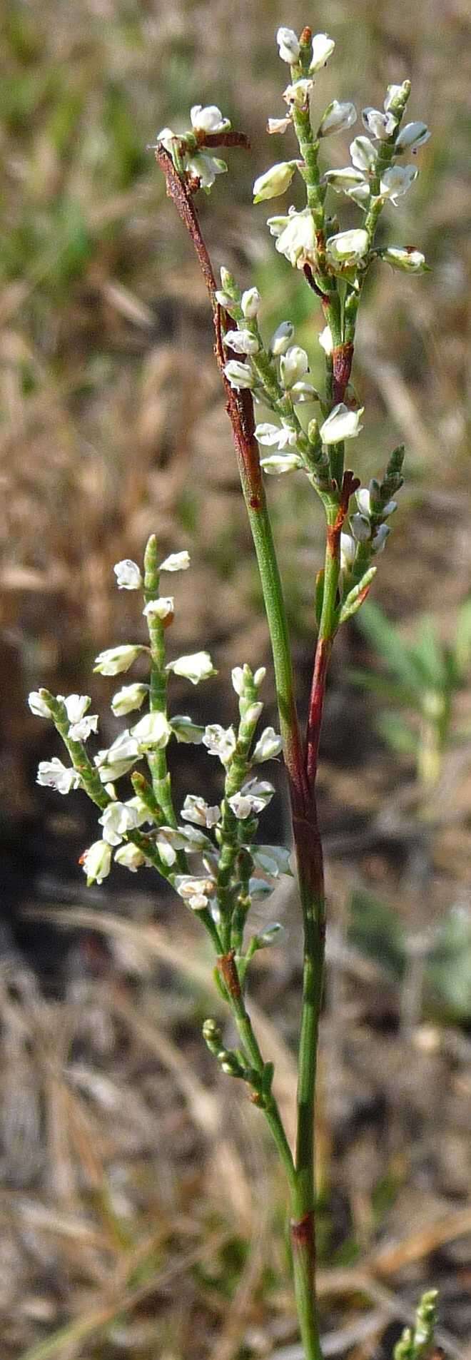 Image of coastal jointweed