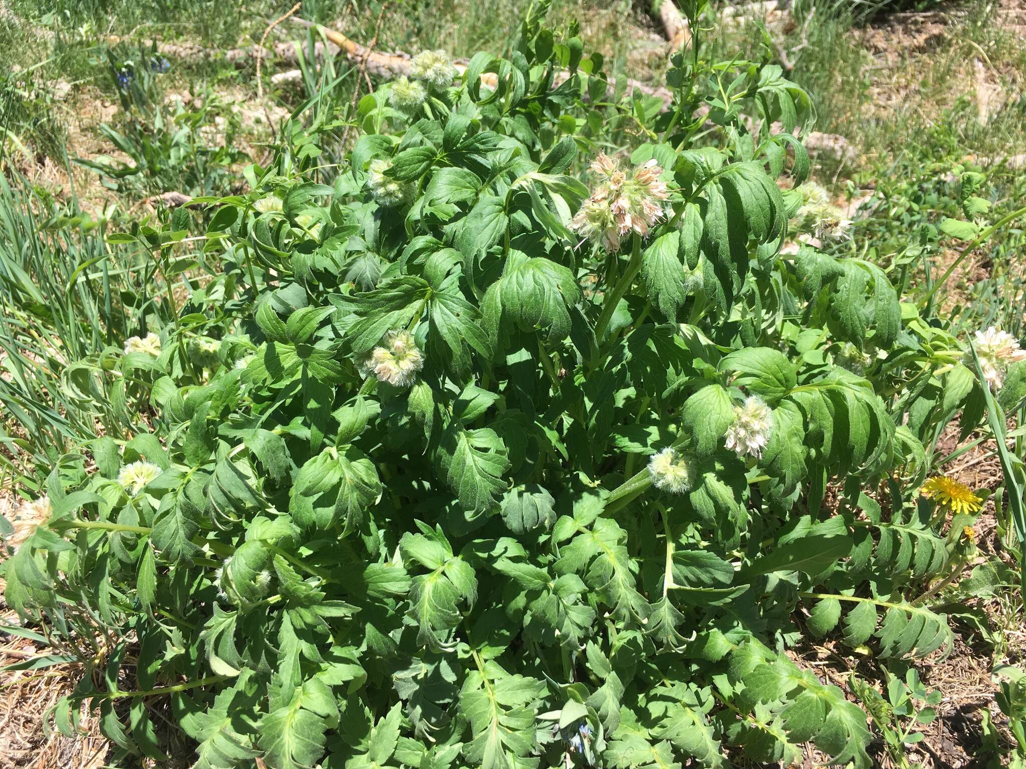 Image of Fendler's Waterleaf