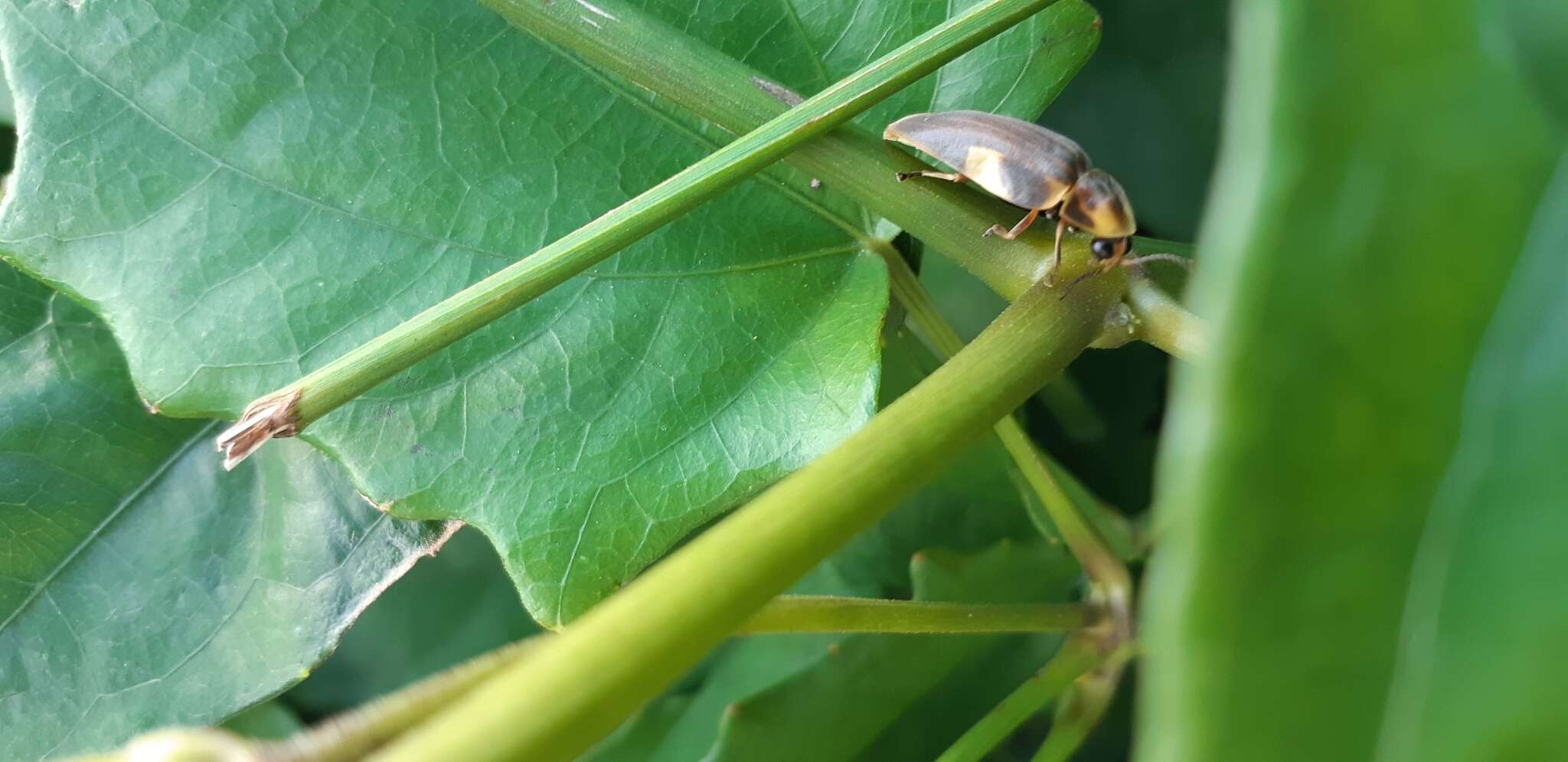 Imagem de Aspisoma hesperum (Linnaeus 1767)