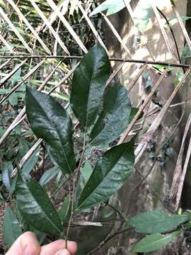 Ficus ampelas Burm. fil. resmi