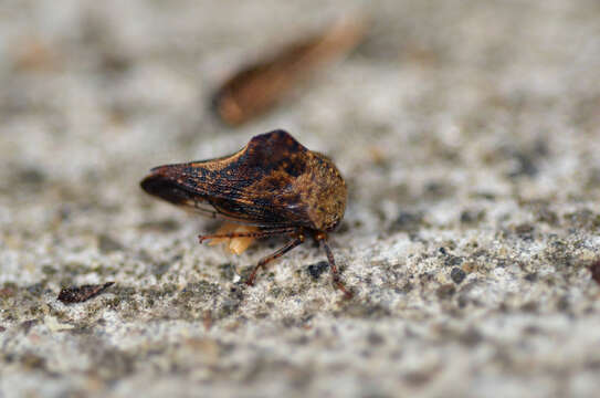 Imagem de Palonica tremulata Ball