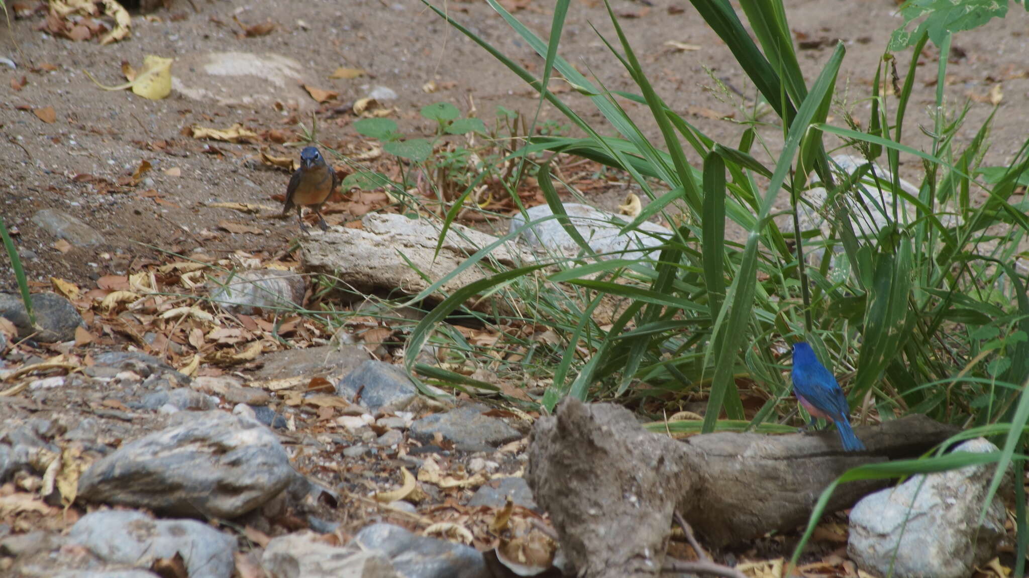 Image of Rose-bellied Bunting