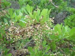 Image of Searsia pterota (C. Presl) Moffett