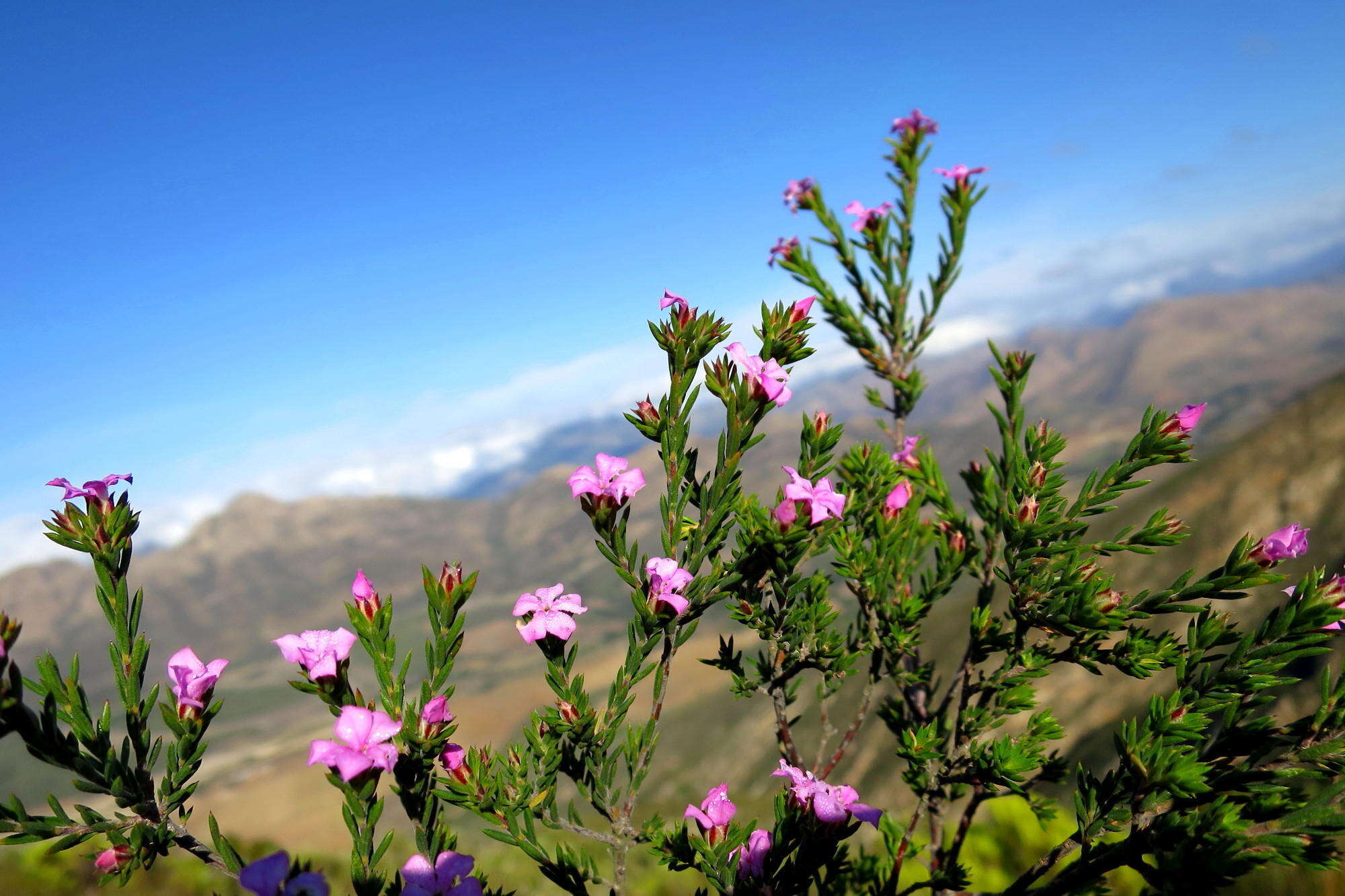 Image of Acmadenia maculata I. Williams