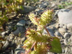 Image of Xanthium orientale subsp. californicum (Greene) Greuter