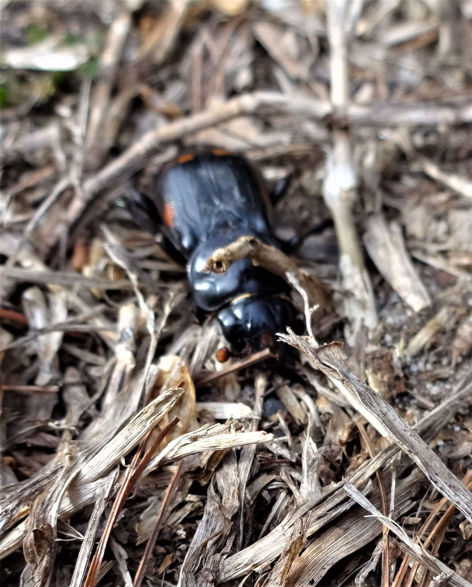 Imagem de Nicrophorus (Nicrophorus) pustulatus (Herschel 1807)