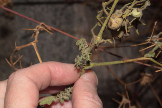 Image of Peruvian nightshade