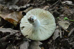 Image of Russula albonigra (Krombh.) Fr. 1874