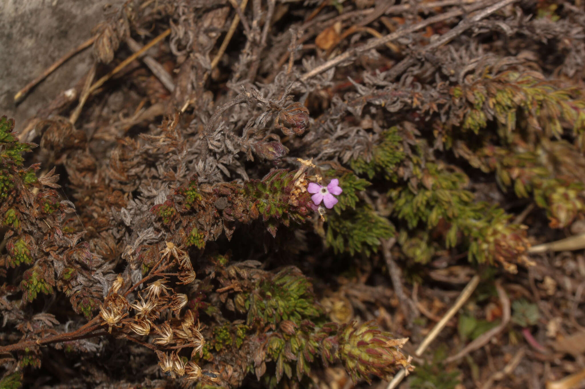 Image de Junellia occulta (Moldenke) N. O'Leary & P. Peralta