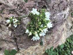 Image of Campanula pendula M. Bieb.