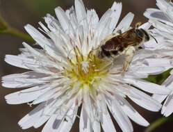 Image of Halictus farinosus Smith 1853