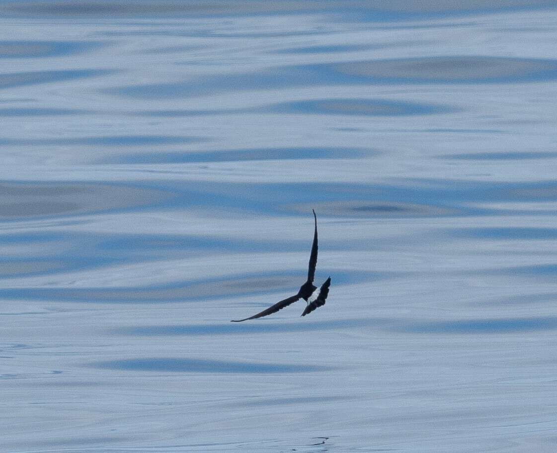 Image of British Storm Petrel