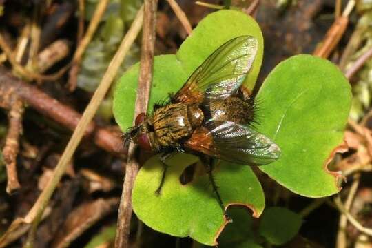 Sivun Allophorocera ferruginea (Meigen 1824) kuva