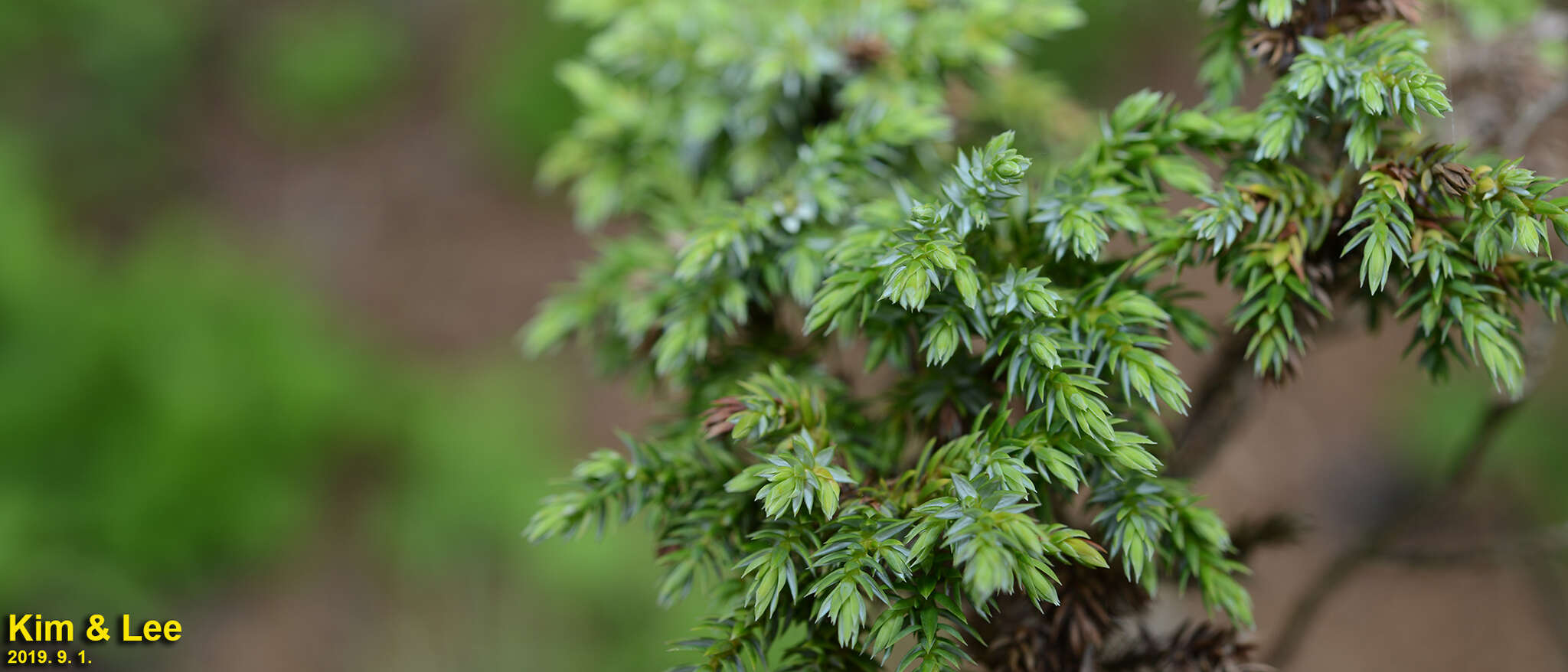 Image of Juniperus pingii W. C. Cheng