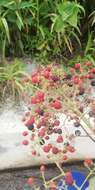 Image de Rubus urticifolius Poir.