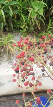 Image de Rubus urticifolius Poir.