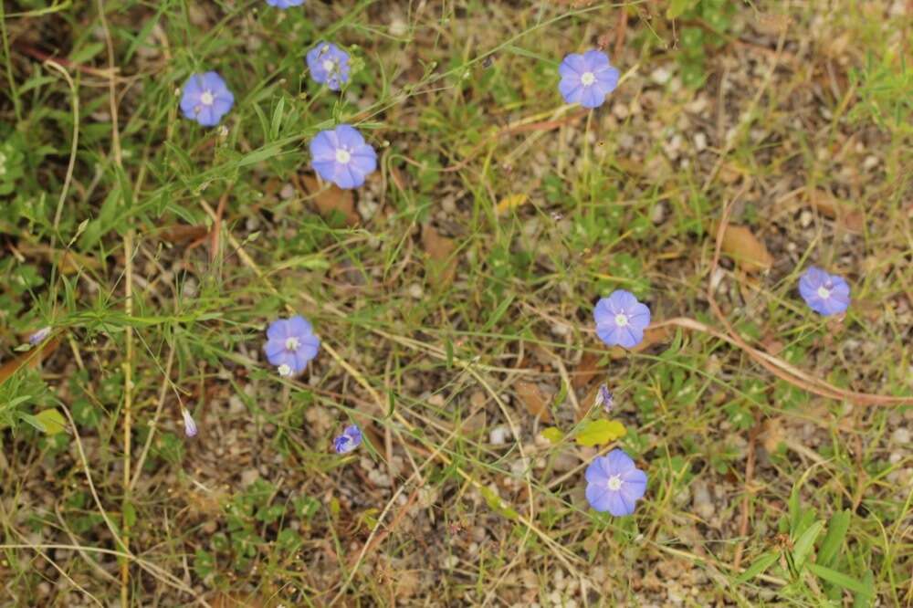 Image of wild dwarf morning-glory