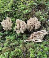 Image of Ramaria concolor (Corner) R. H. Petersen 1975