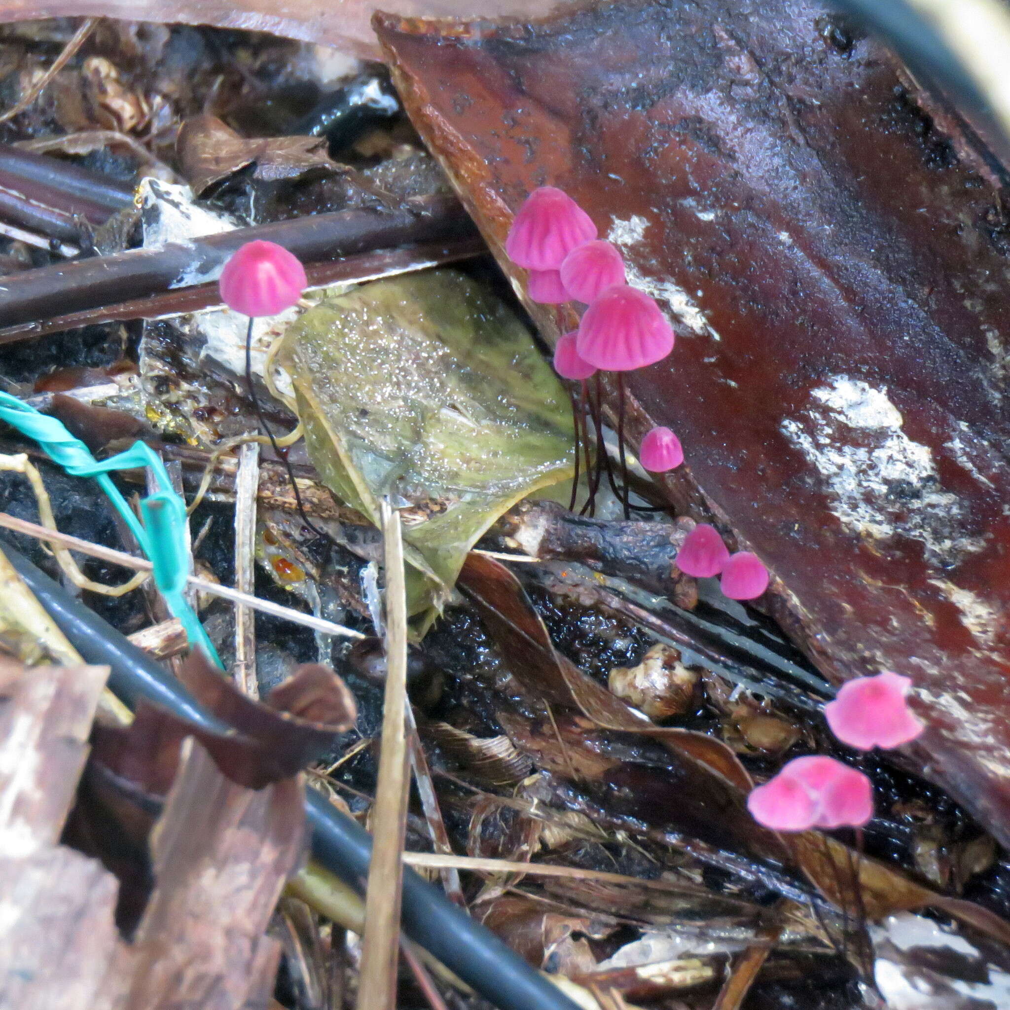 Image de Marasmius haematocephalus (Mont.) Fr. 1838