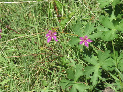 Image of pineywoods geranium