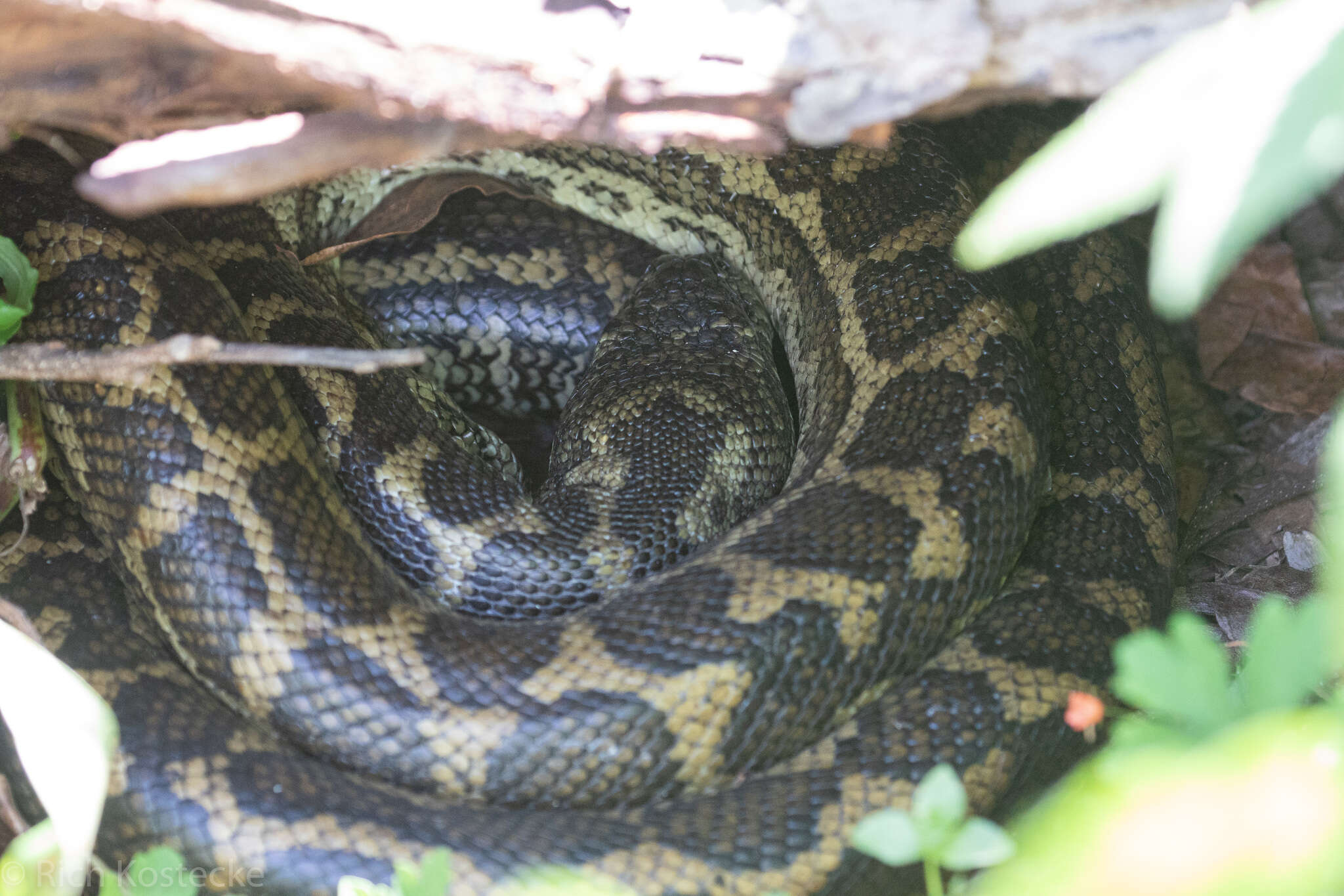 Image of Carpet python