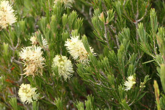 صورة Callistemon pityoides Miq.