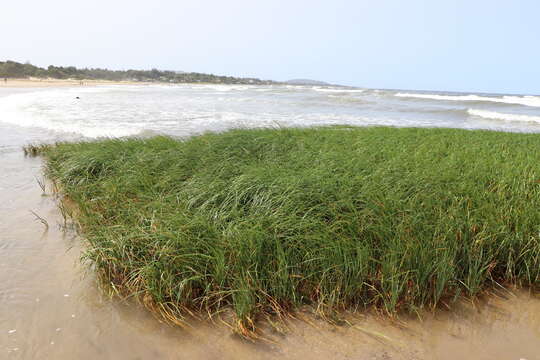 Image of Dense-Flower Cord Grass