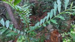 Image of Zanthoxylum thorncroftii (Verdoorn) Waterman