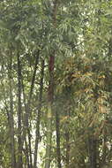Image of Guadua angustifolia Kunth