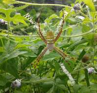 Image of Oval St Andrew's Cross Spider