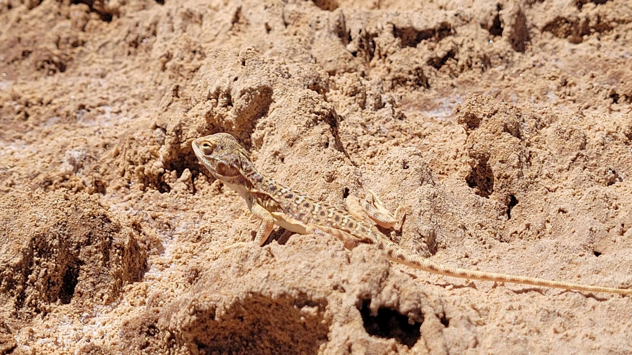 Ctenophorus salinarum Storr 1966 resmi