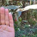 Image de Endlicheria paniculata (Spreng.) Macbride