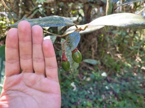 Слика од Endlicheria paniculata (Spreng.) Macbride