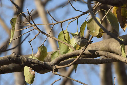 Image of Thick-billed Flowerpecker