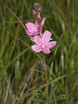 Image of dwarf checkerbloom