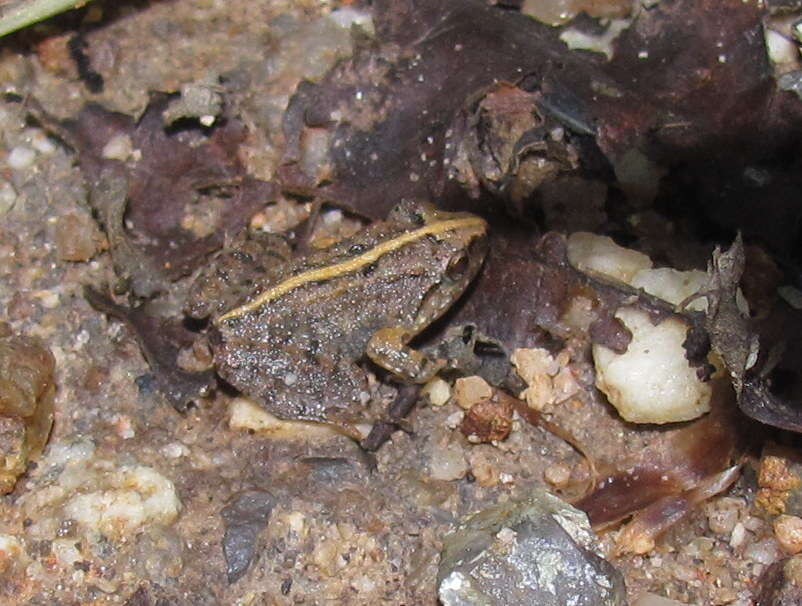 Image of Limnonectes limborgi (Sclater 1892)