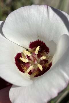 Image of Dunn's mariposa lily